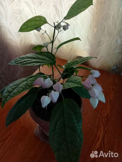 Комнатные цветы