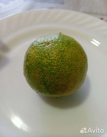 Лимон вариегатный Эврика Пинк