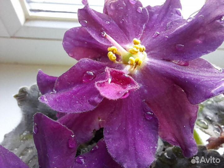 Фиалка сортовая