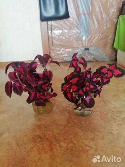 Колеус, укорененные отростки