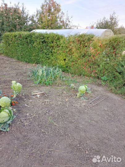 Туя заборная