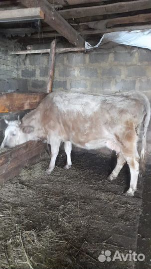 Корова с теленком