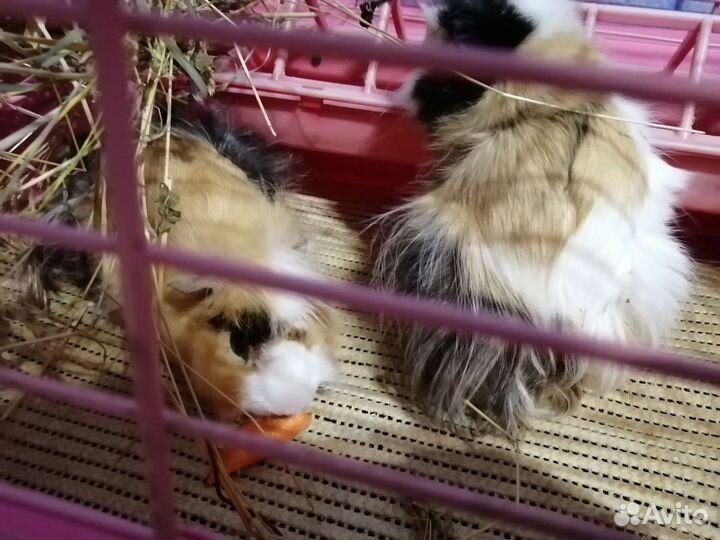 Морские свинки