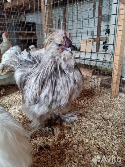 Китайские шелковые