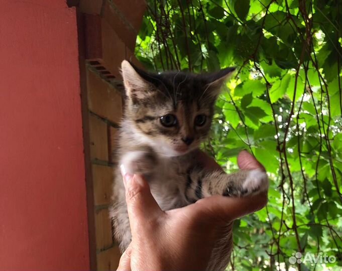 Котята в добрые руки бесплатно