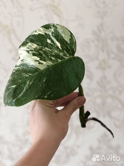 Монстера альба