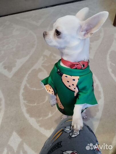 Щенки чихуахуа