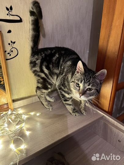 Очень красивая, ласковая, Манечка в добрые руки