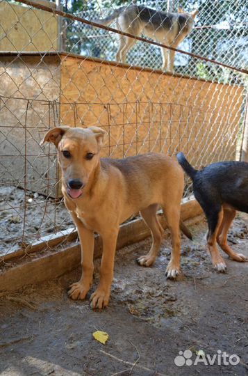 Две сестрички-подростка ищут дом