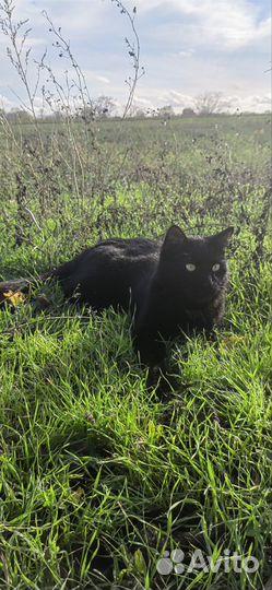 Кот Чёрный