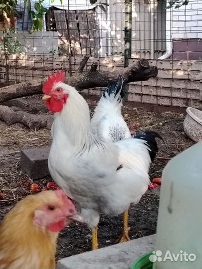 Молодые петухи
