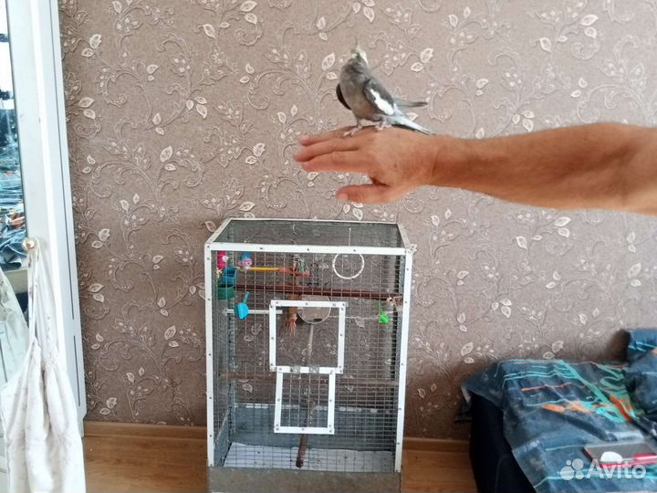 Попугай Карела