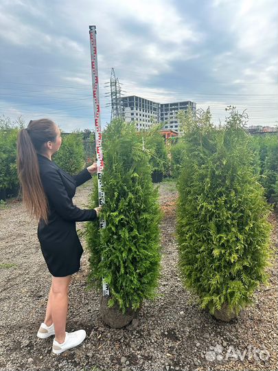 Туя Брабант