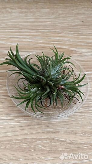 Тилландсия атмосферная