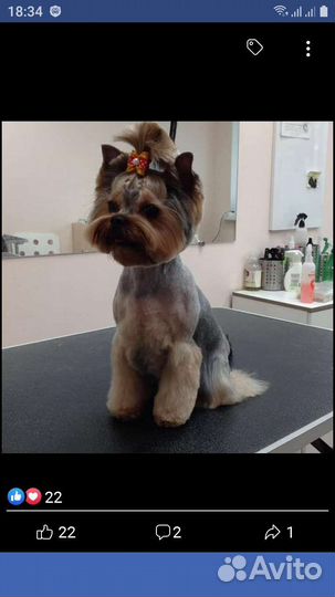Йоркширский терьер мини