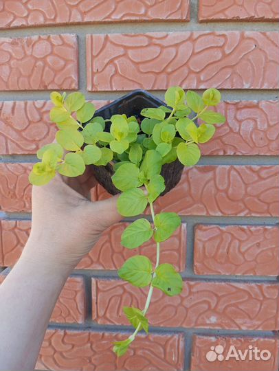 Вербейник монетчатый