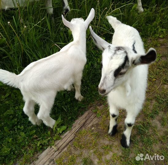 Козлята Зааненские