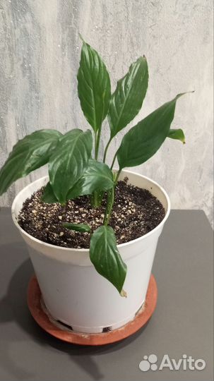 Комнатные растения