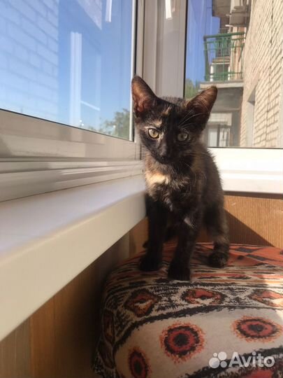 Красавица Дзен ищет семью