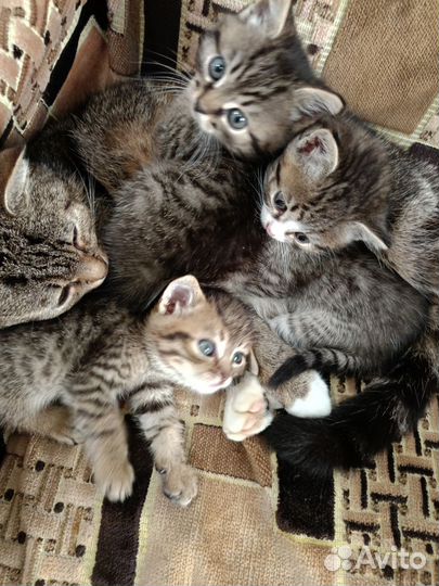 Кошки в добрые руки бесплатно