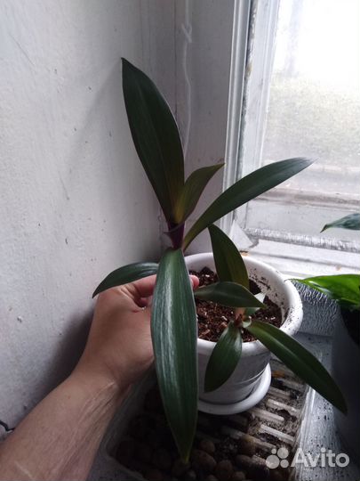 Традесканция рео