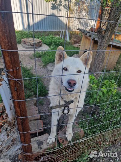 Западно сибирская лайка