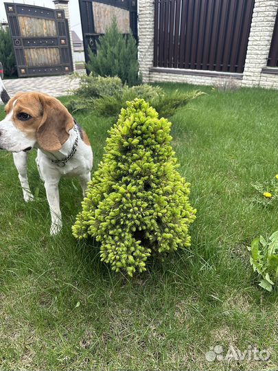 Бигль бесплатно, мальчик 1,6 месяцев