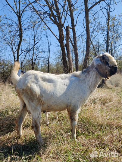 Козлики Битало-нубийские