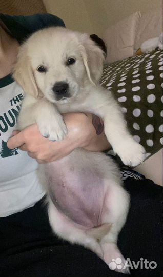 Золотистый ретривер