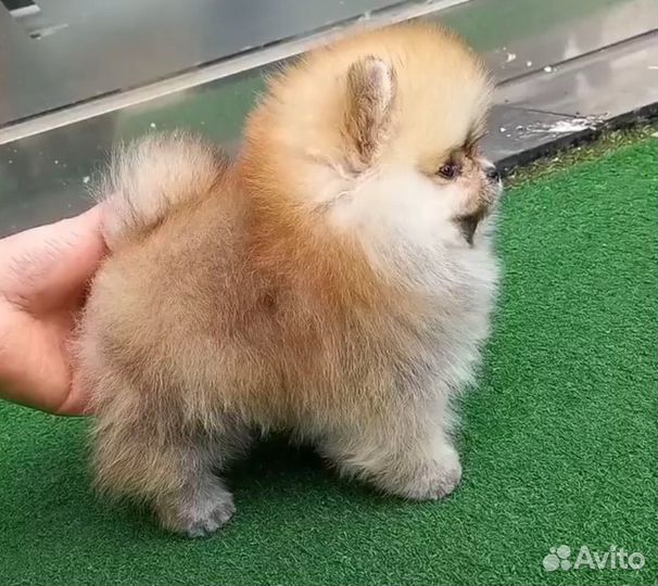 Шпицы супер мини и мини мишки. Мальчики