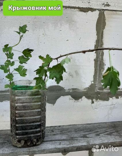 Саженцы крыжовника