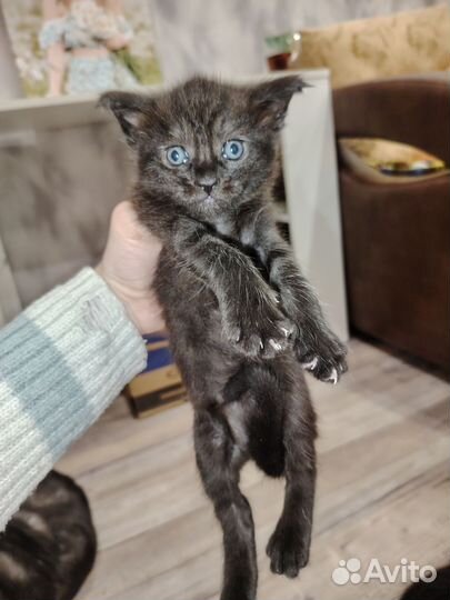 Котята мейн-кун метис