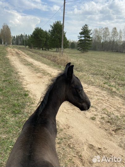 Орловский рысак жеребенок и лошадь