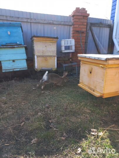 Пчелосемьи