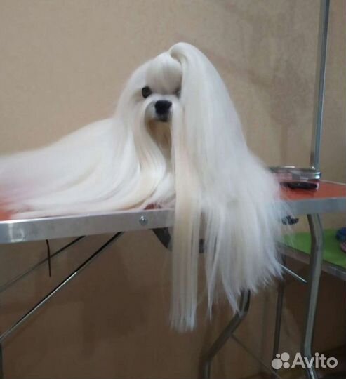 Мальтезе вязка