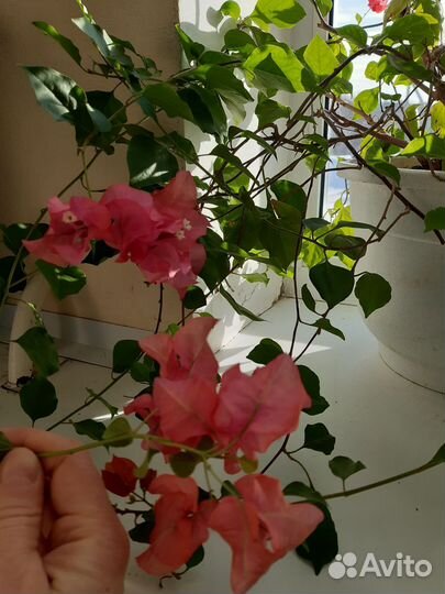 Бугенвиллия