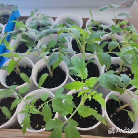 Рассада помидор