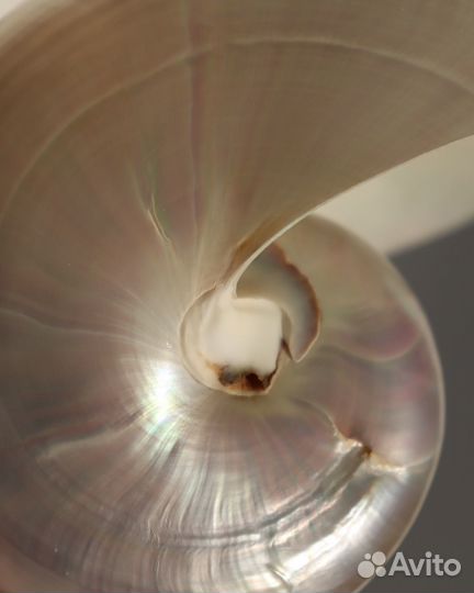 Наутилус помпилиус ракушки полированные