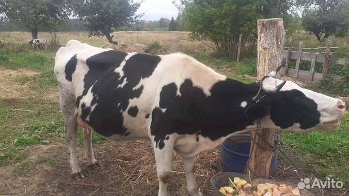 Корова и бычок