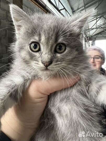 Кошка в дар