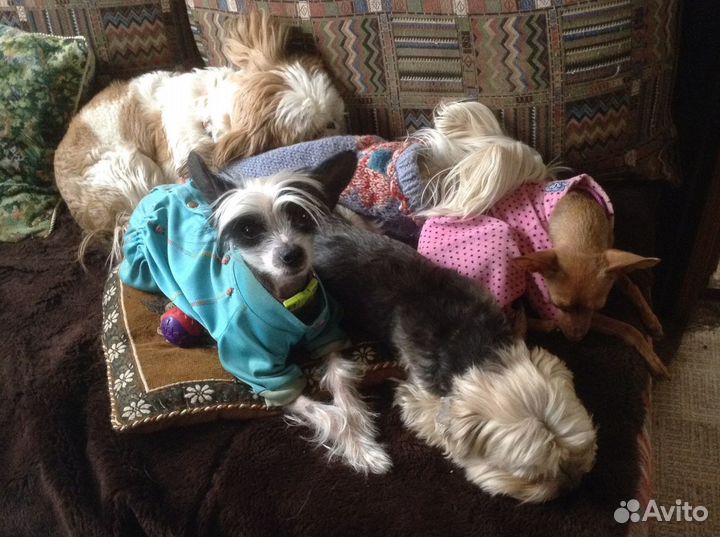 Передержка мелких собак, птиц