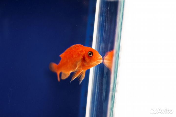 Рыбки цихлиды