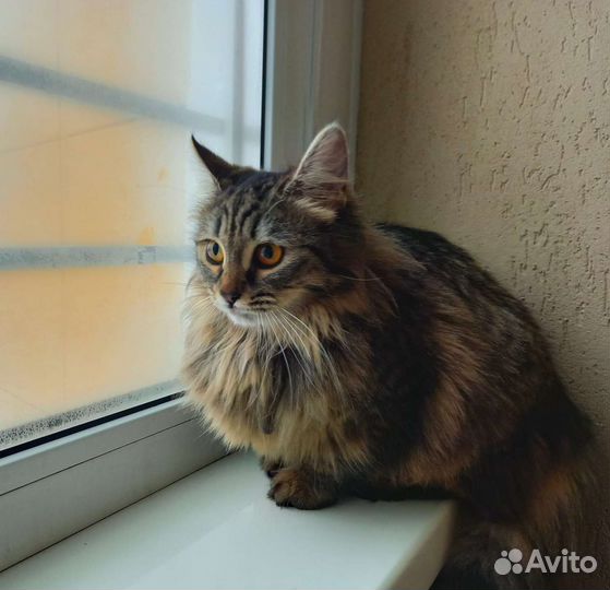 Котенок девочка. 6мес