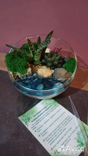 Флорариум. Живые цветы. Подарок