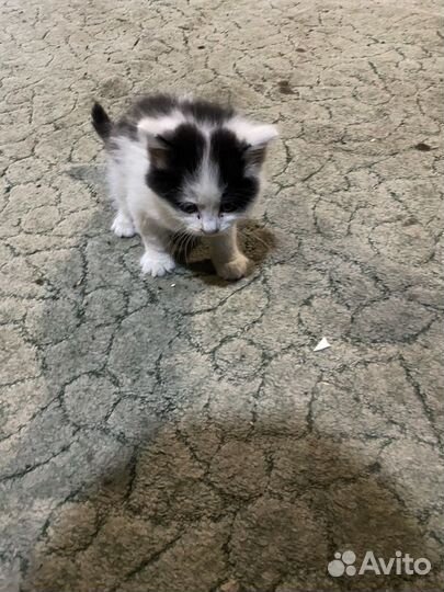 Котята в хорошие заботливые руки