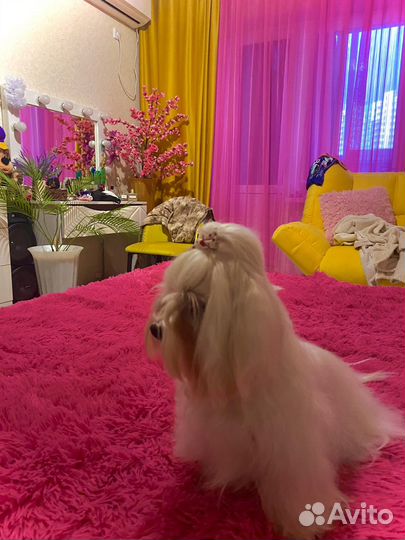 Мальтезе вязка, девочка