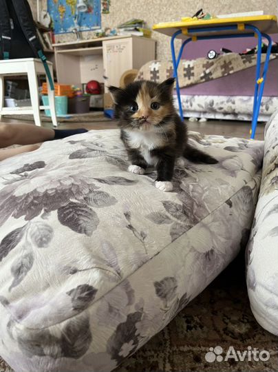 Кошка