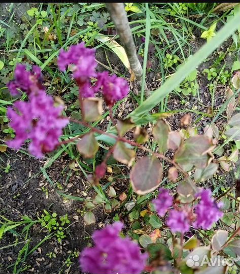 Лагерстремия