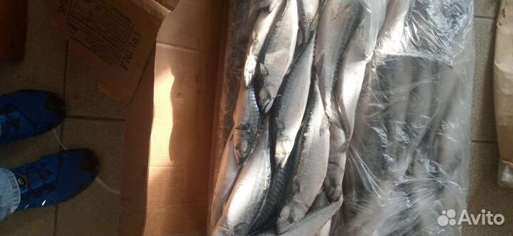 Скумбрия 300-600