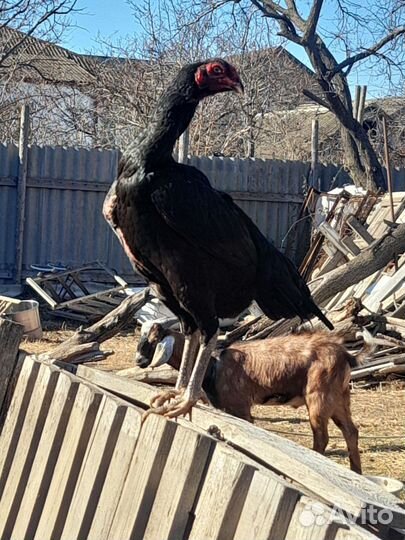 Бойцовые куры с цыпля.индо утки